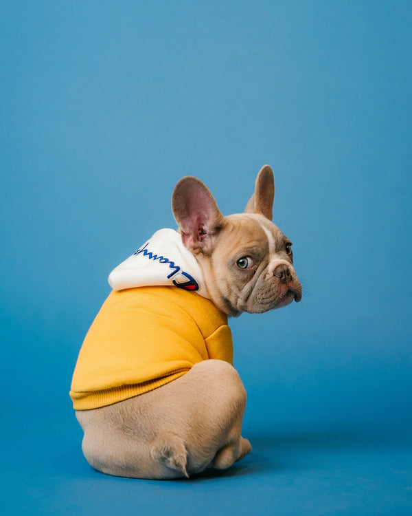 Manteau Imperméable Chien