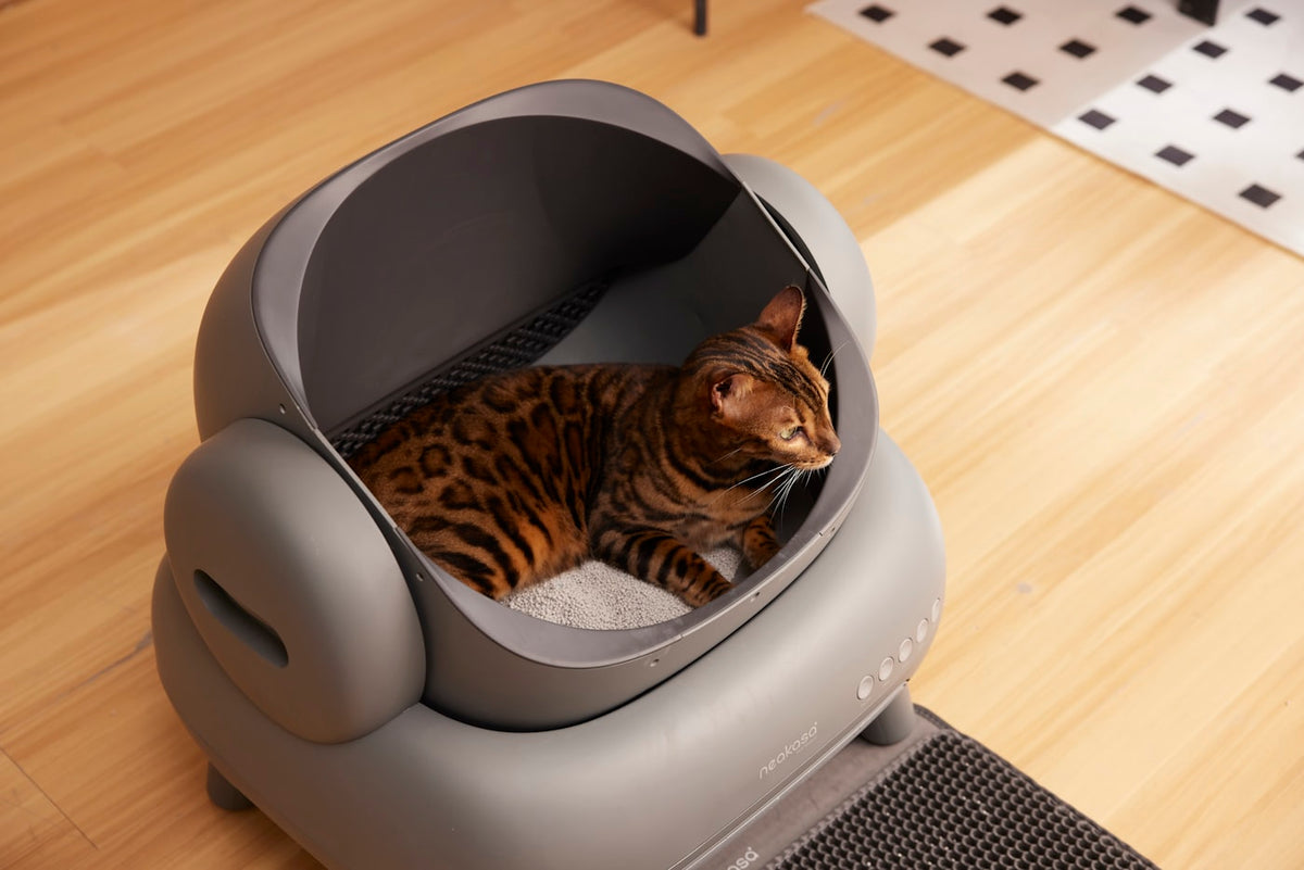 Litière chat auto-nettoyante moderne
